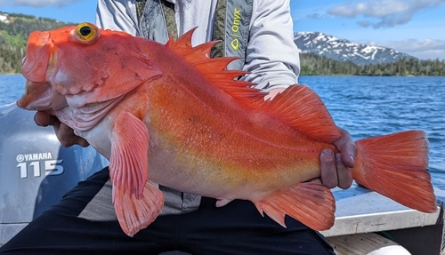 yelloweye rockfish