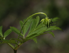 Anemonoides amurensis