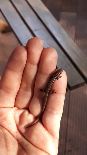 Riama striata