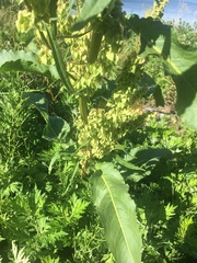 Rumex kerneri