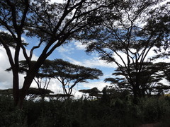 Vachellia abyssinica