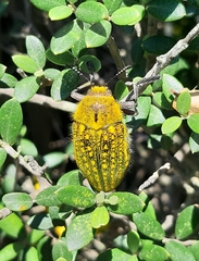 Julodis ehrenbergii