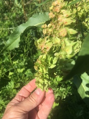 Rumex kerneri