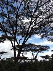 Vachellia abyssinica