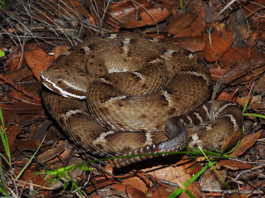 New Mexican Ridge-Nosed Rattlesnake