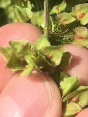 Rumex kerneri