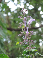 Brillantaisia