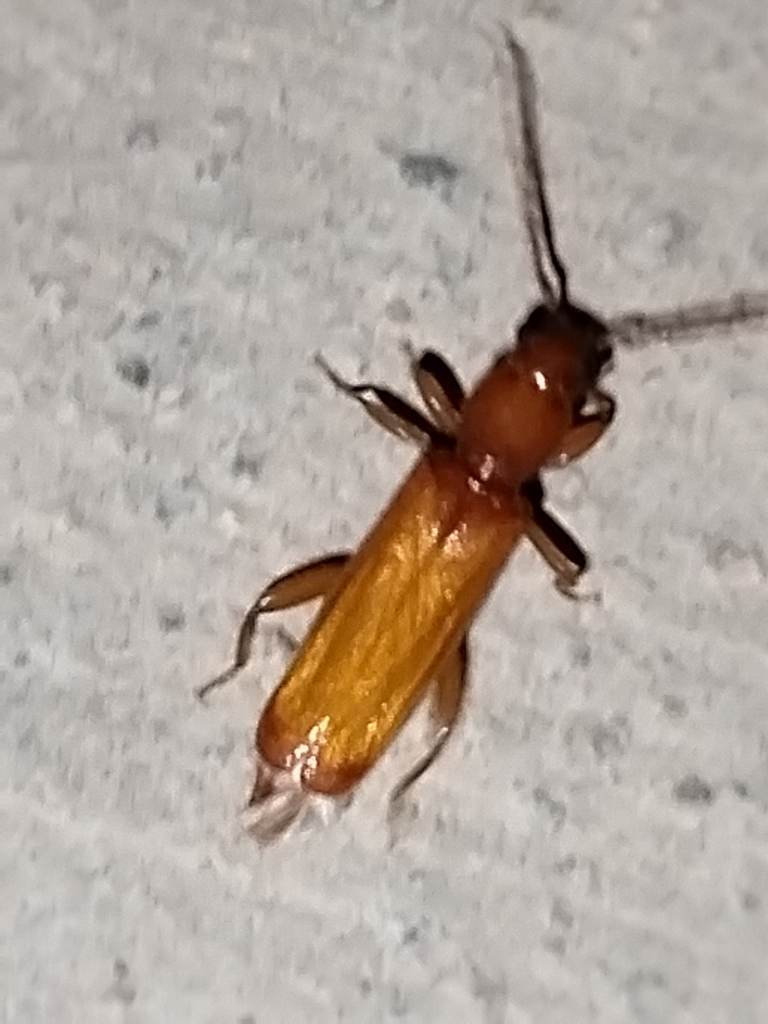 Smodicum pacificum