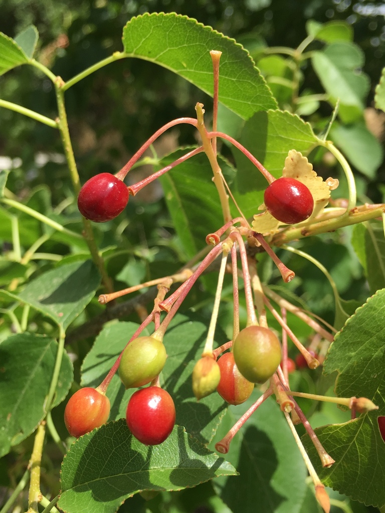 St Lucie Cherry (Plantes indigènes et endémiques du Liban) · iNaturalist