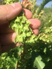 Rumex kerneri
