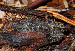 Chlorosplenium