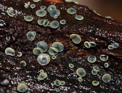 Chlorosplenium