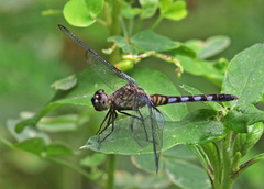 Erythrodiplax kimminsi