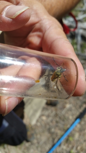 iNaturalist observation photo of Yellow Velvet Beetle