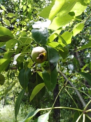 Pyrus cajon