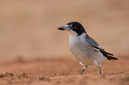 Grey Butcherbird, Howick WA 6450, Australia, photo 8 of 10