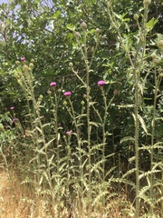 Onopordum cynarocephalum