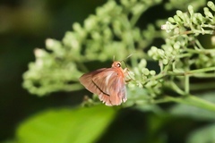 Bibasis harisa consobrina