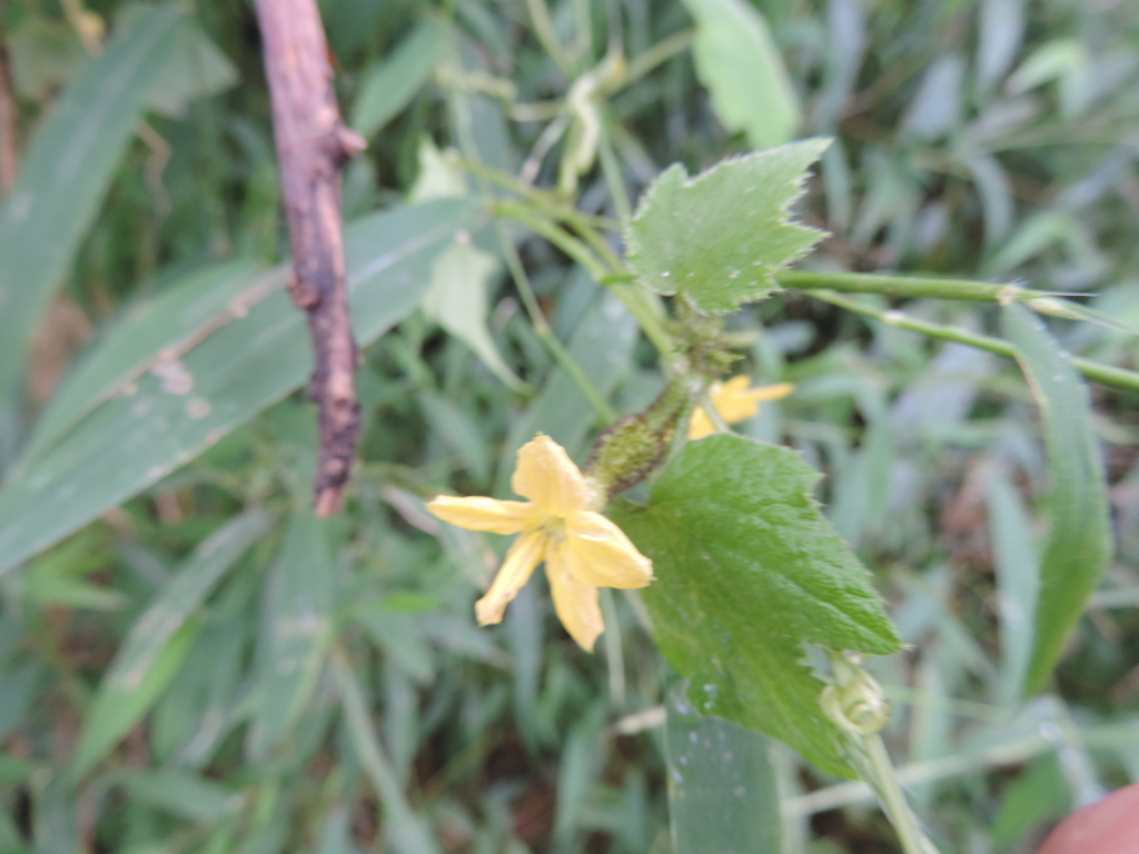 Cucumis oreosyce