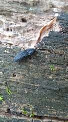 Lacon punctatus
