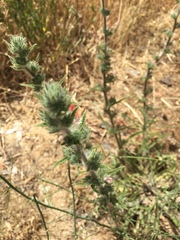 Echium glomeratum
