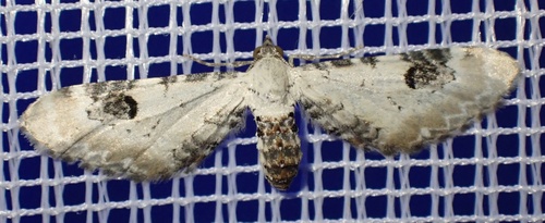 Lime-speck Pug photo 2