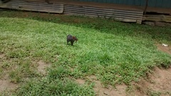 Dasyprocta fuliginosa