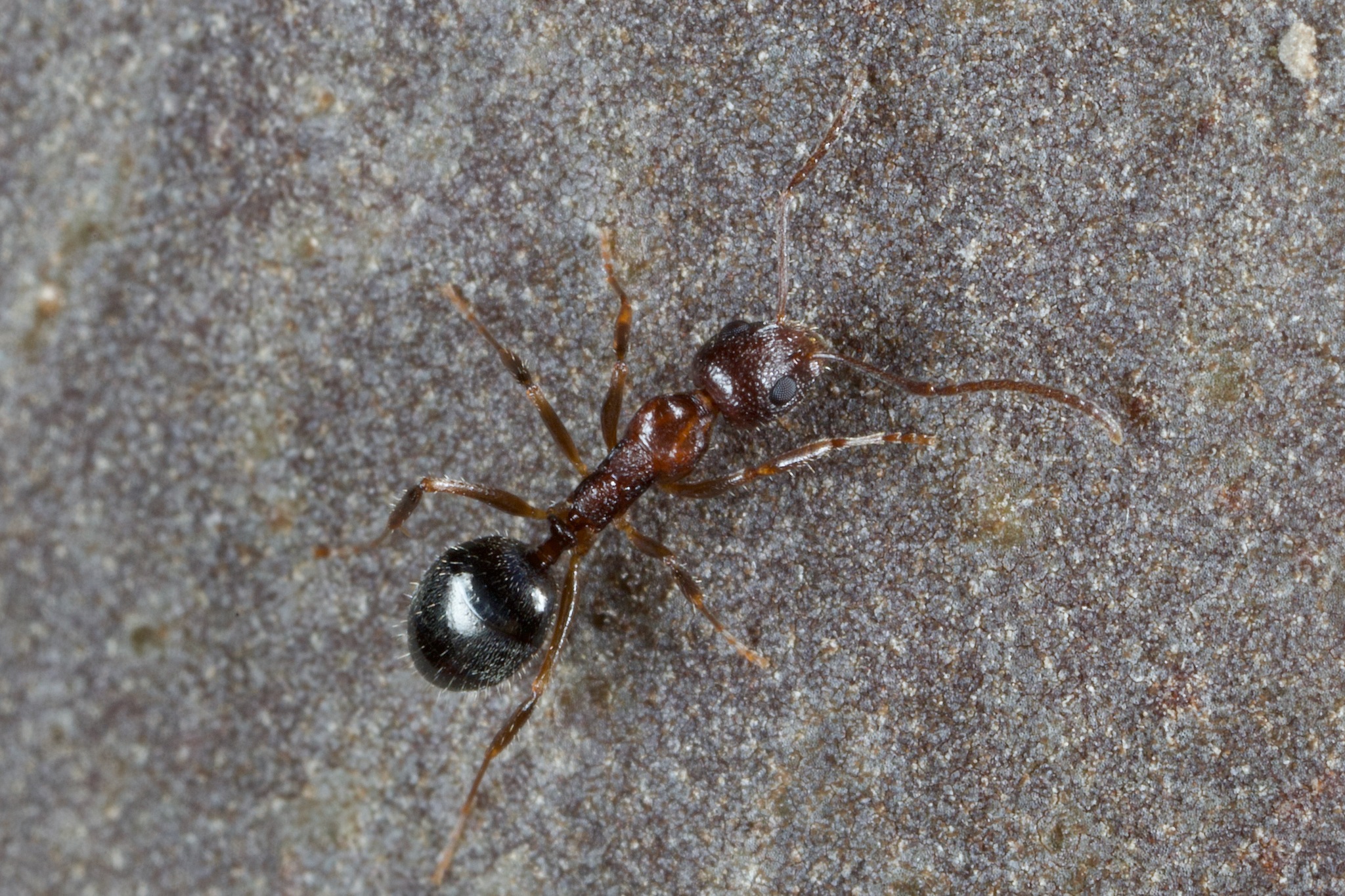 Dolichoderus clusor