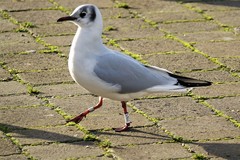 Chroicocephalus ridibundus