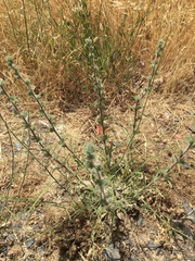 Echium glomeratum