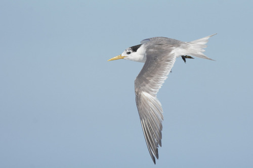 Great Crested Tern, photo 5 of 10