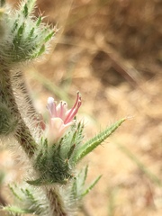 Echium glomeratum