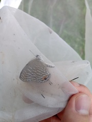 Jamides alecto dromicus