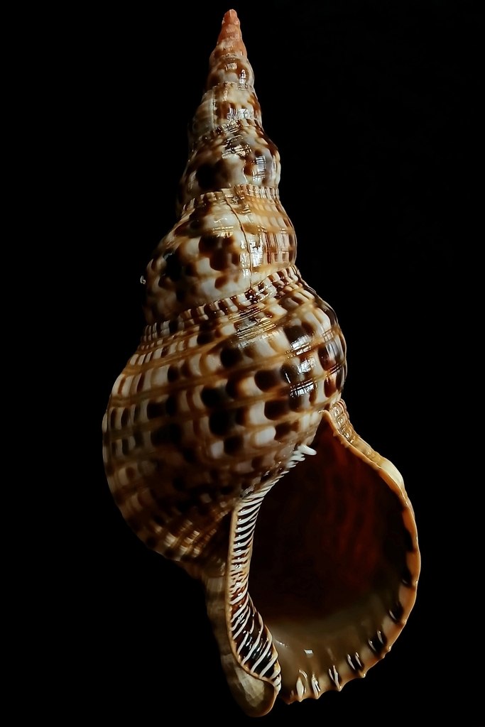 Charonia seguenzae