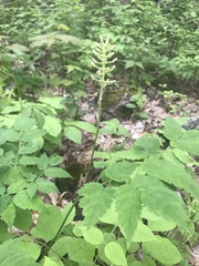 Actaea pachypoda