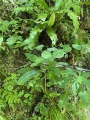 Euphorbia macroceras