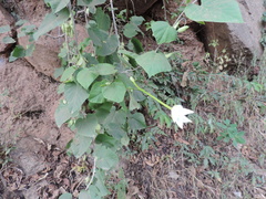Ipomoea stenosiphon
