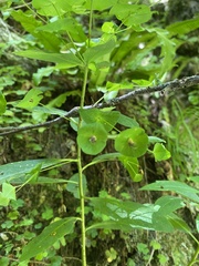 Илья Руденко, CC BY, iNaturalist via GBIF Euphorbia macroceras, photograph Илья Руденко, CC BY, iNaturalist via GBIF