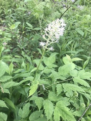 Actaea pachypoda