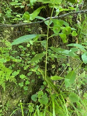Илья Руденко, CC BY, iNaturalist via GBIF Euphorbia macroceras, photograph Илья Руденко, CC BY, iNaturalist via GBIF