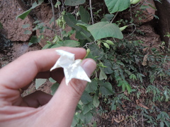 Ipomoea stenosiphon