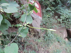Ipomoea stenosiphon