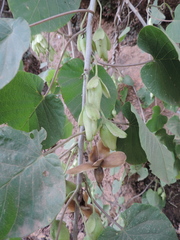 Ipomoea stenosiphon