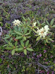 Rhododendron aureum
