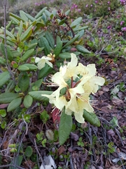 Rhododendron aureum