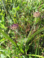 Trifolium grayi