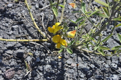 Crotalaria assamica