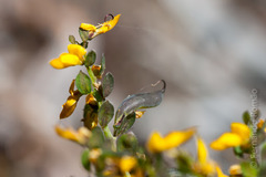 Genista anglica