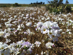 Leptosiphon grandiflorus