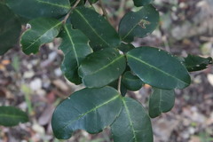 Chionanthus foveolatus